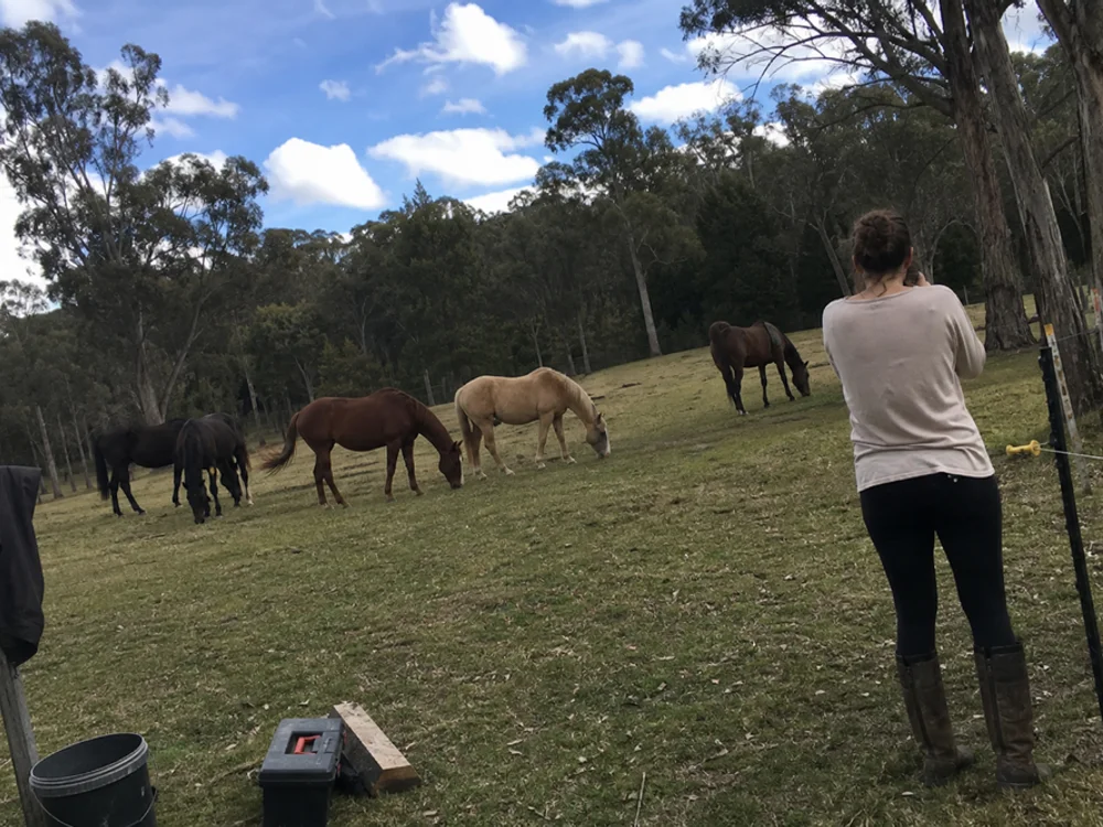 The free-roaming herd grazing together in a paddock at Eureka Pines