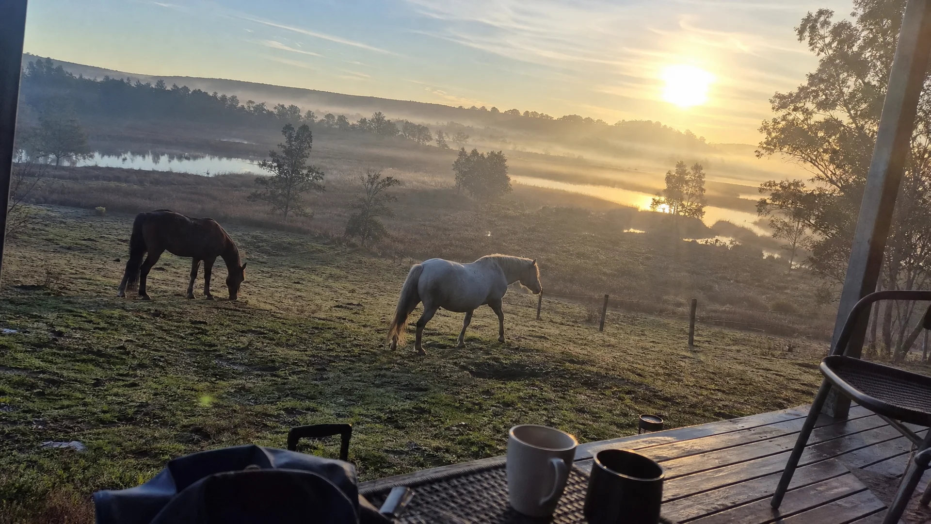 Sunrise over the wetland and forest at Eureka Pines, Moss Vale, with the herd in the foreground