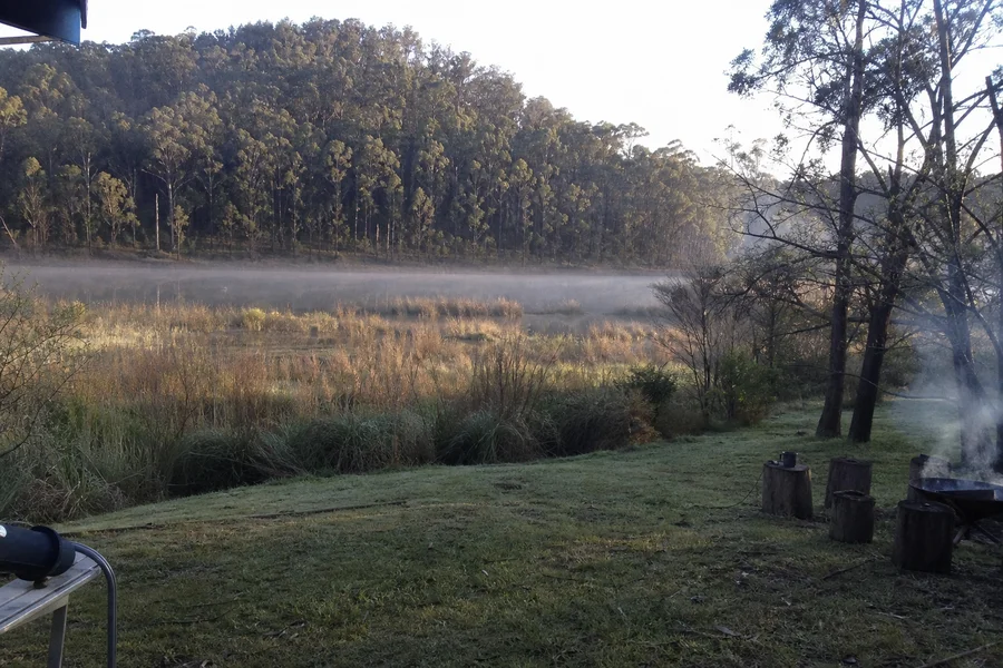 Wetland and eucalypt treeline at the edge of State Forest at dawn