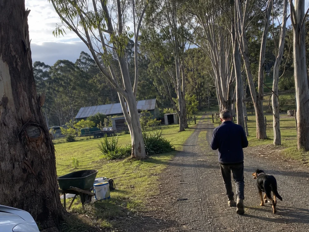 Eureka Pines land — driveway through eucalypts with farm buildings in the distance